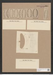 Amphora ovalis (Breb.) Kuetz. (de-Toni-Nr.: Genus 36, Species 1672) Zeichnungen Sammlung Grunow Nr. 3204 (NHMW-BOT-W0370657)